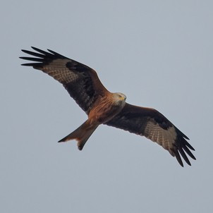 Thumbnail of Red Kite